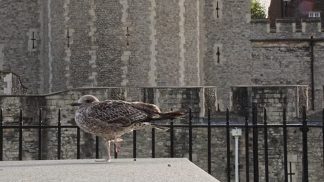 gray seagull standing on one leg and relaxing on a stone fence at the tower of london in the uk