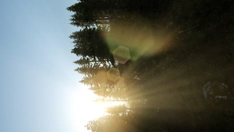 Sun-Beams-through-Trees