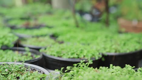 Close-up-of-plants-in-flowerpots-in-garden