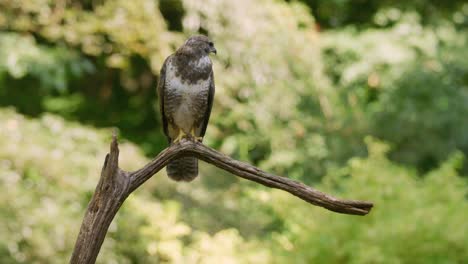 close up static shot of a common buzzard looking around while perched on a dead tree branch on a sunny day, slow motion