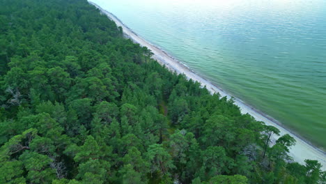 sandy beach and green forest on sea coastline, aerial drone view