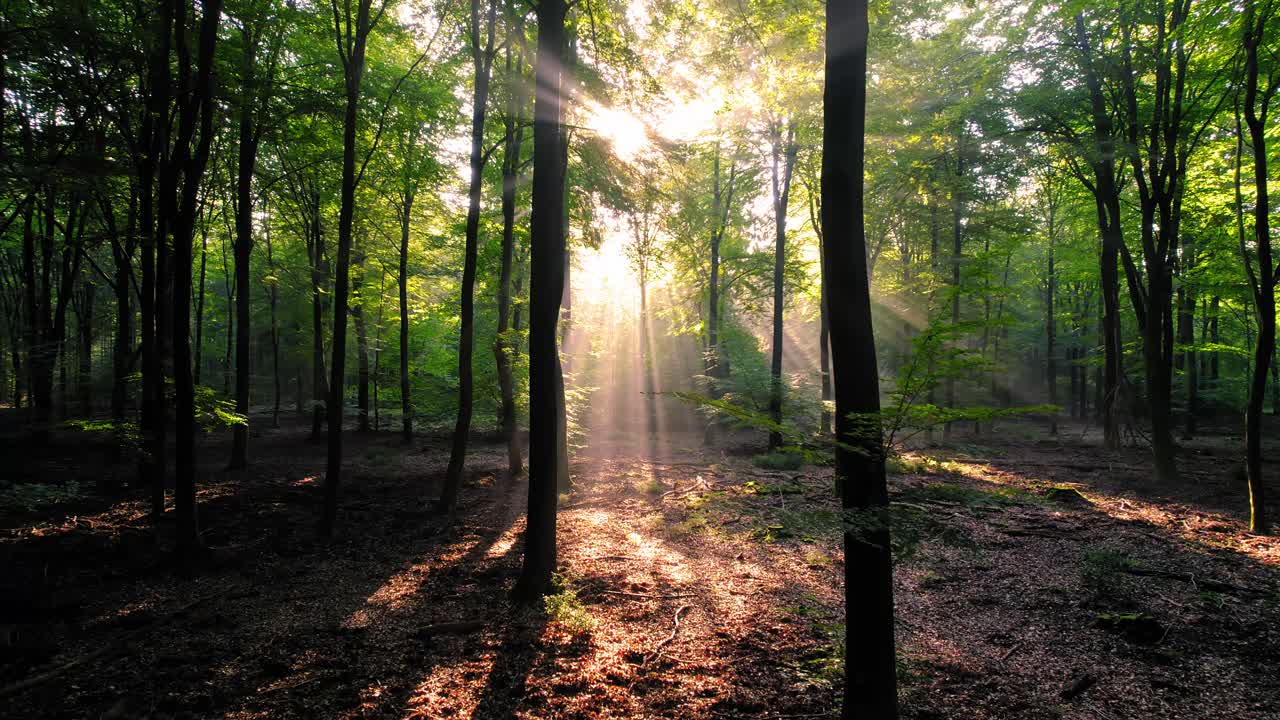 hermosos rayos de luz brillando a través de los árboles en un bosque
