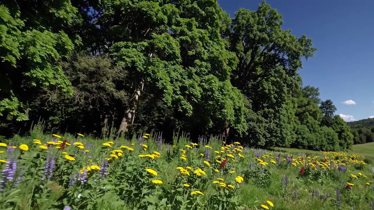 Vibrant Wildflowers Blooming in a Sunny Meadow at the Edge of a Forest