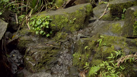 small waterfall across moss covered stones in slow motion