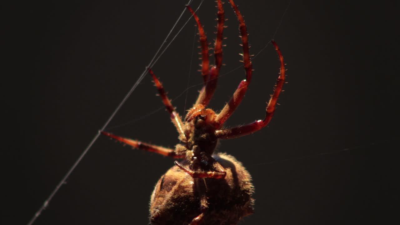 Big Australian Garden Orb Weaver Female Spider Close Up On Web Moving In The Wind, Underside Side View, Daytime, Australia, East Gippsland, Victoria, Maffra