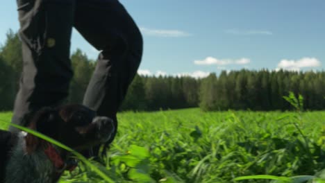 Ground-level-tracking-shot-of-Brittany-Spaniel-dog-running-behind-and-overtaking-it's-owner,-amidst-bright-green-vegetation-and-under-teal-blue-sky---slow-motion