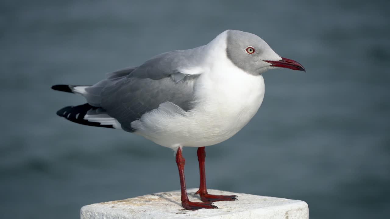 Close-up of Grey-headed Gull watching from a white pole in the sea