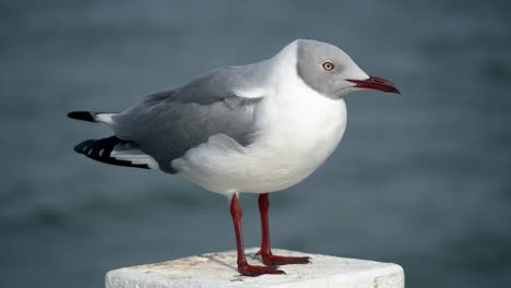 Nahaufnahme-Einer-Graukopfmöwe,-Die-Von-Einer-Weißen-Stange-Im-Meer-Aus-Zusieht