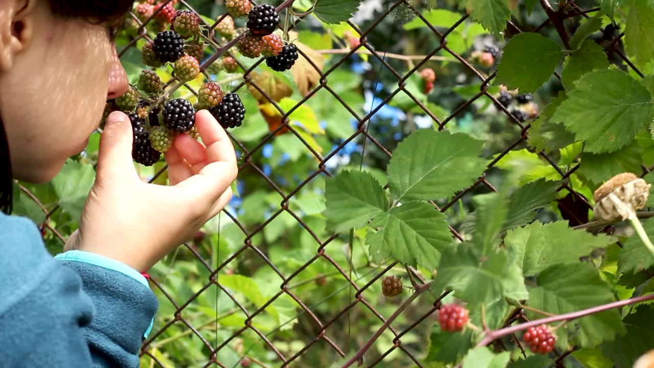 Young woman holding bunch of blackberries on twig and smelling them, static