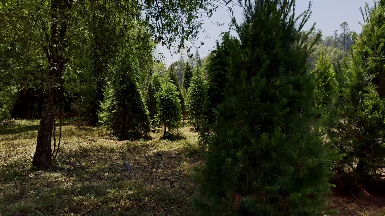 рождественские леса амекамека мексика с разнообразной погодой