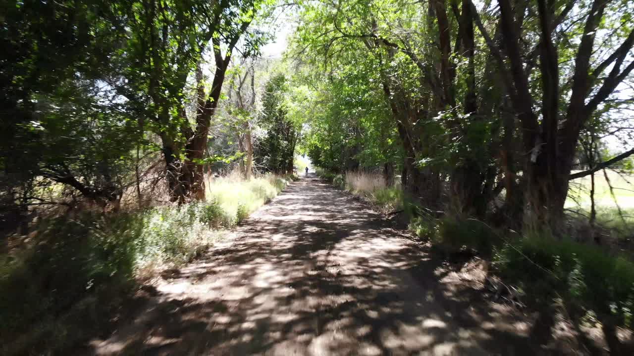 Dirt Road Through Trees