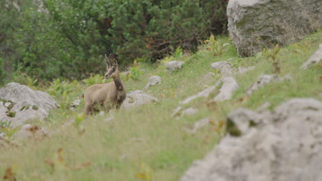 Nahaufnahme-Einer-Gämse,-Die-Auf-Einer-Wiese-Hoch-Oben-In-Den-Bergen-Steht