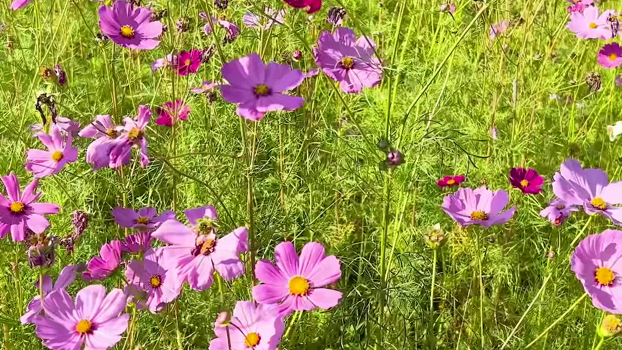 hermoso campo rosado del cosmos