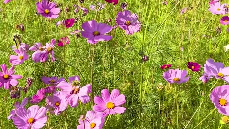 hermoso campo rosado del cosmos