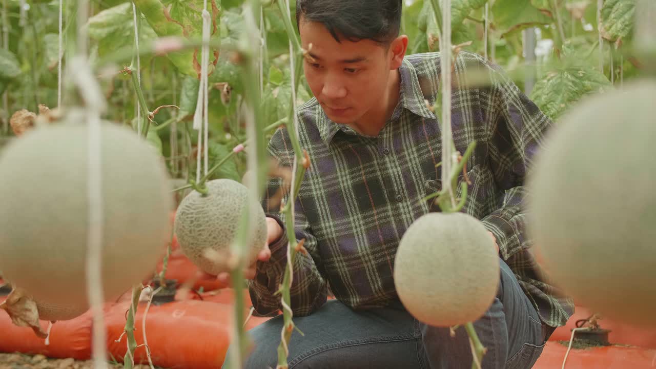 Asian Farmer Hold Melon And Checking Melon In Green House Of Melon Farm. Agriculture Or Cultivation Concept
