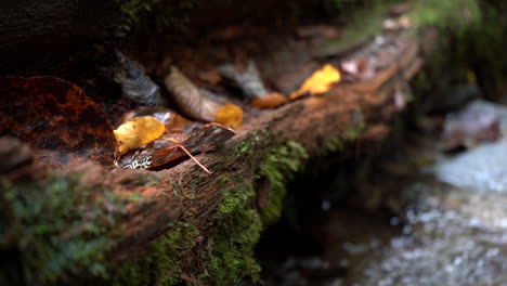 fall leafs sitting in an open log over the creek