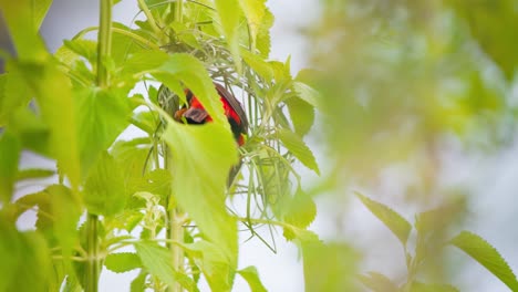 el macho del pájaro obispo rojo del sur tejiendo un nido en ramas de arbusto de hojas verdes