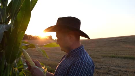 a caucasian farmer in a hat holds fresh organic corn cobs in his hands a caucasian farmer in a hat holds fresh organic corn cobs in his hands crop care concept
