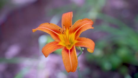 close-up of an orange lily flower blooming in a garden