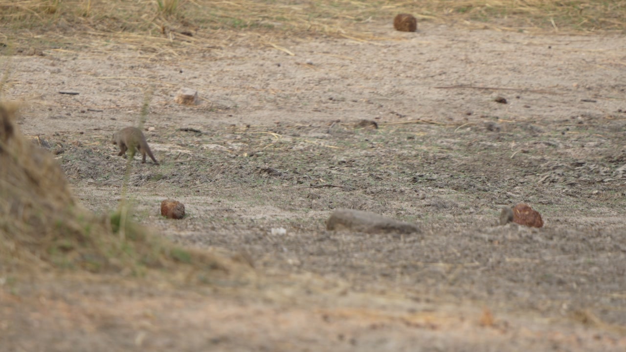 Banded mongooses walk diagonally across dry barren savanna ground in Kruger National Park, South Africa. Wildlife behavior in arid landscape, daytime, natural habitat.