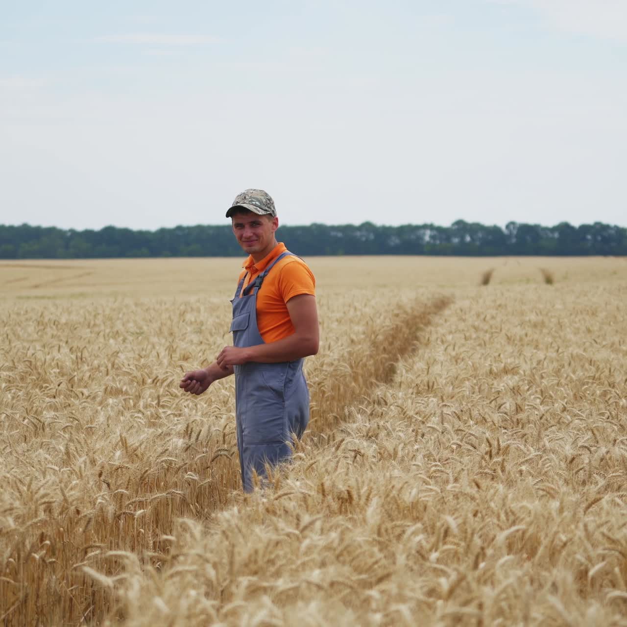 Farmer observing harvesting process. Combine works in field. Dry wheat and rural landscape