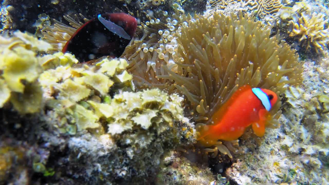 Una ripresa ravvicinata di due pesci pagliaccio che nuotano intorno alla loro casa in un anemone