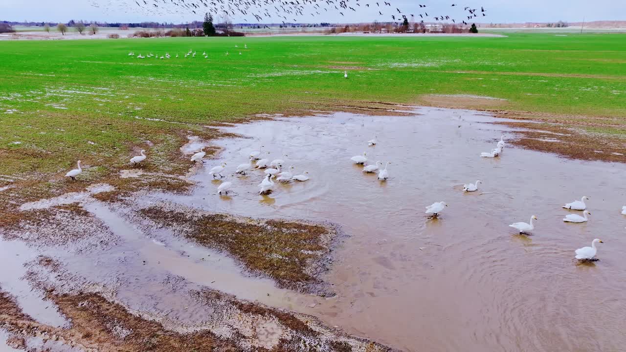 Drone captures swans in flooded meadow with distant birds in dynamic sky above