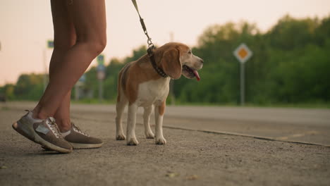 brown dog on leash standing outdoors beside owner with tongue out, background featuring rural greenery, asphalt road, and warm evening lighting