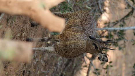 Vertikale-Ansicht-Eines-Männlichen-Klippspringers,-Der-In-Die-Wildnis-Afrikas-Schaut