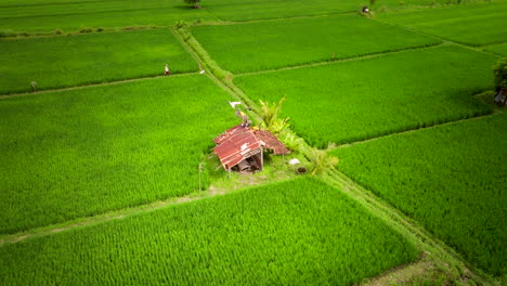 Shelter-In-Midst-Of-Rice-Fields-In-North-Bali,-Indonesia