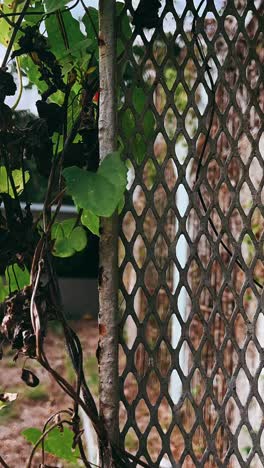 rusty metal fence with vines