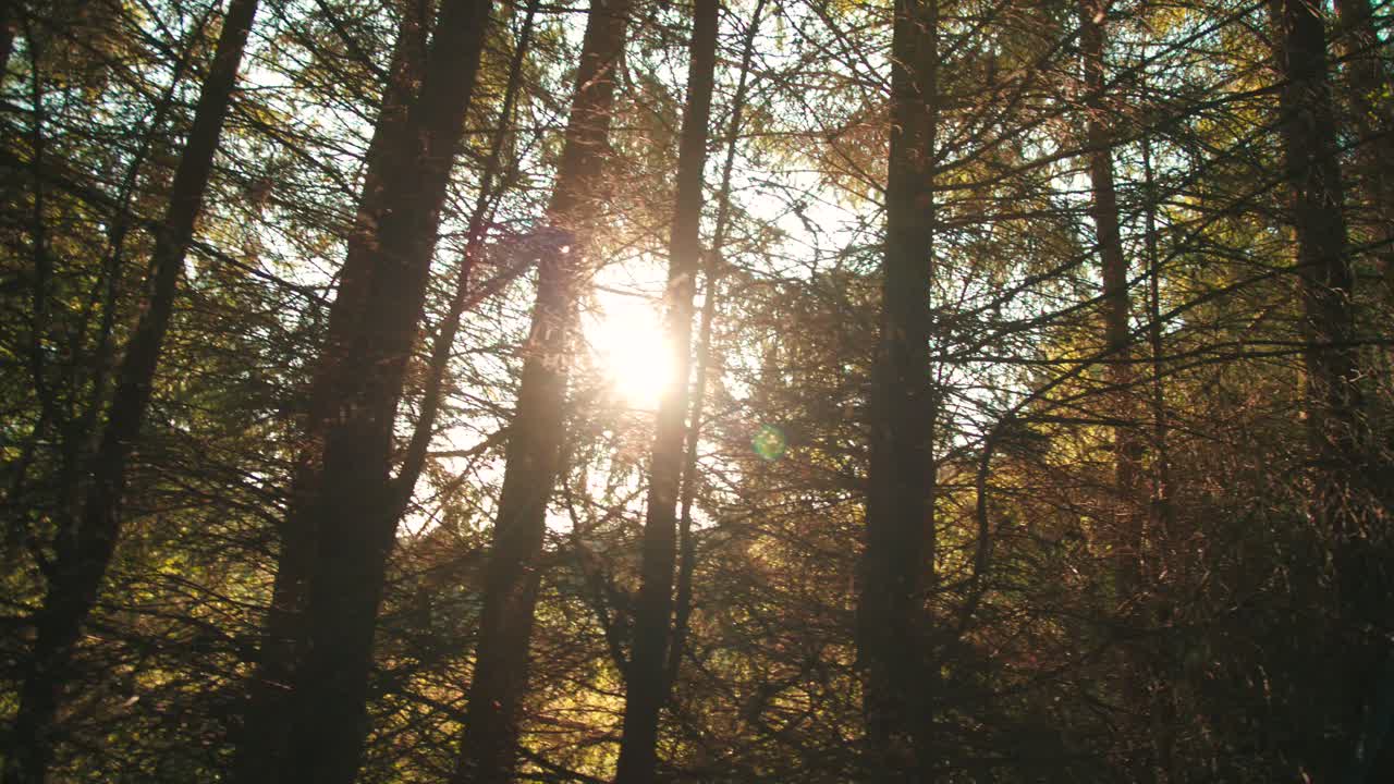 лес и деревья через окно автомобиля