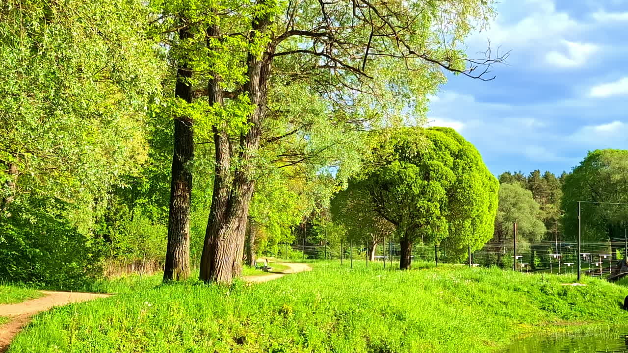 Dirt trail in green park with tall trees and summer foliage