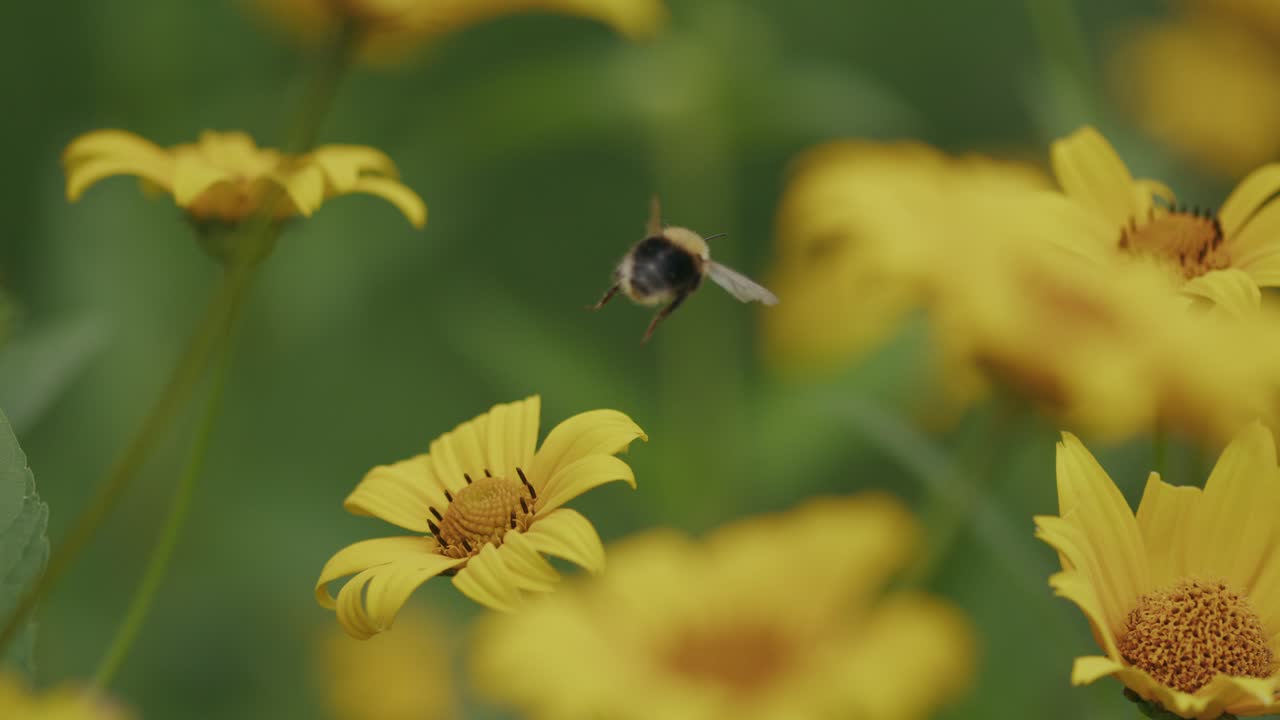 la abeja obrera vuela entre el campo de margaritas amarillas que se balancean
