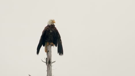 Beautiful-Bald-Eagle-perched-on-a-broken-tree-resting--Close-up