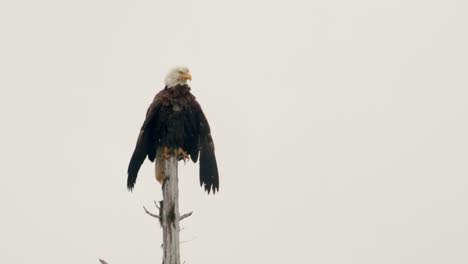 hermosa águila calva encaramada en un árbol roto descansando -cerrar