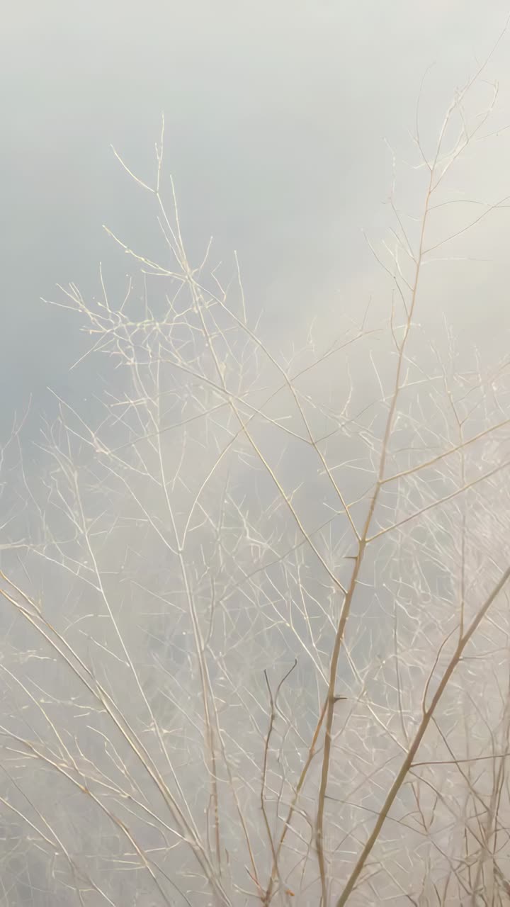 Vertical video: Swaying thin dried stems and twigs shifting with gentle breeze at field edge
