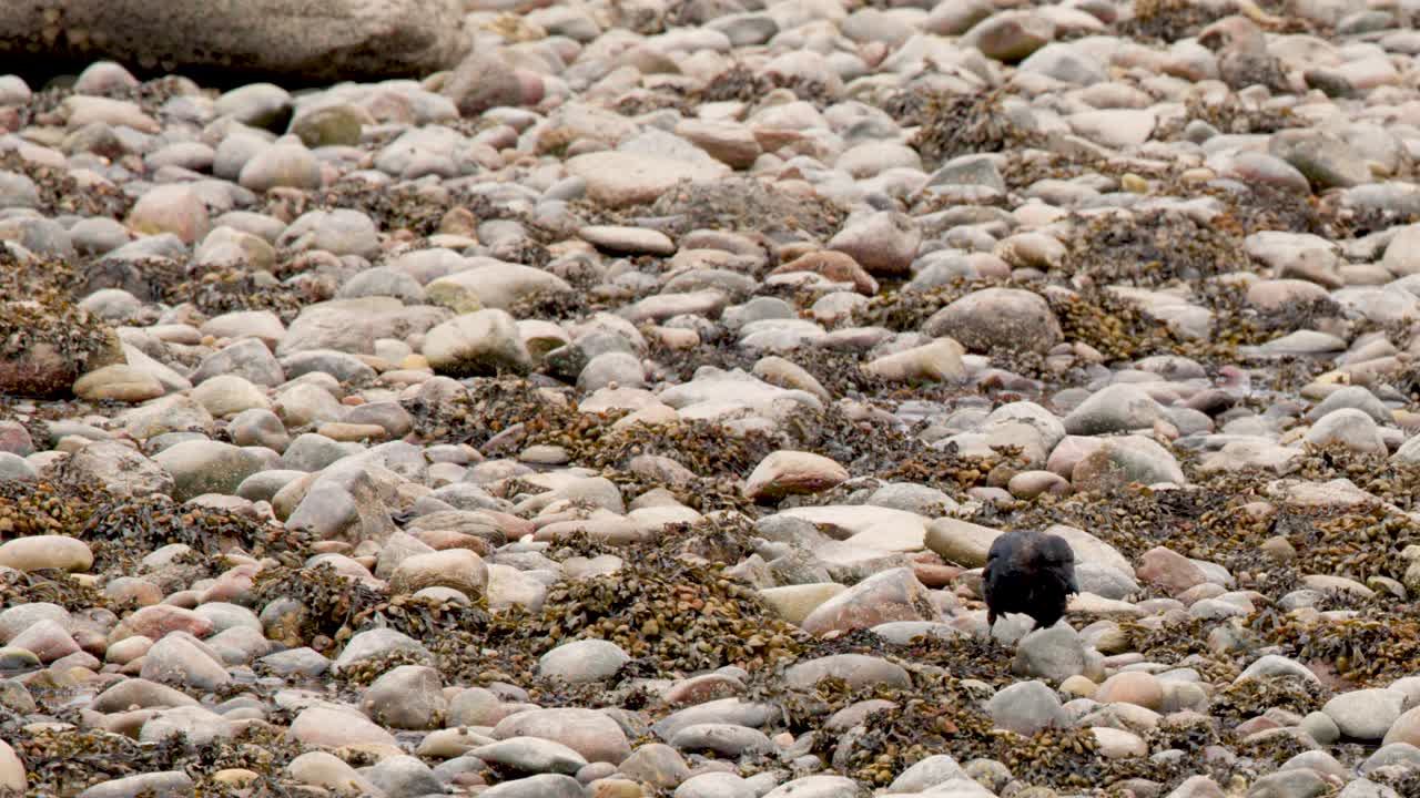 Crow searches for food among pebbles on overcast coastal shore, static wide shot, natural lighting