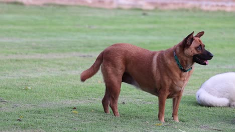 dog attentively exploring and reacting outdoors