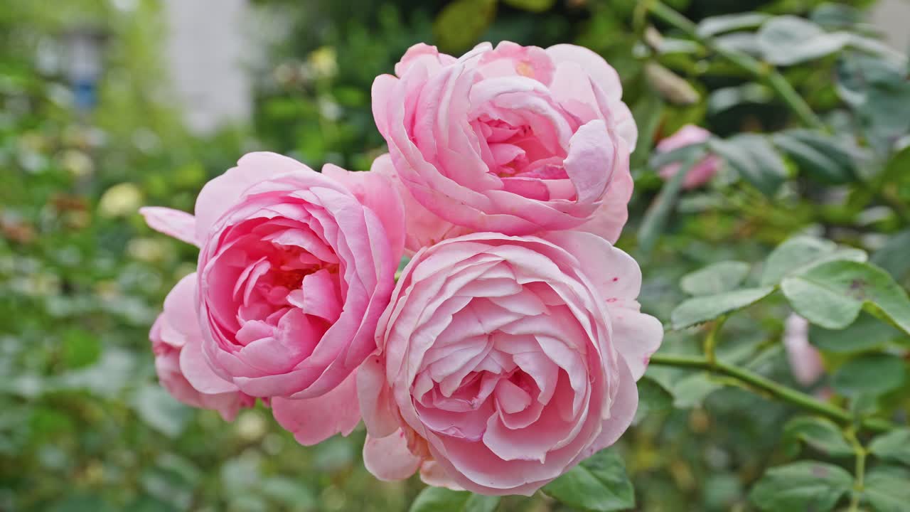 Primer plano de tres hermosas rosas rosas en plena floración con pétalos suaves, sobre un fondo de jardín verde y borroso