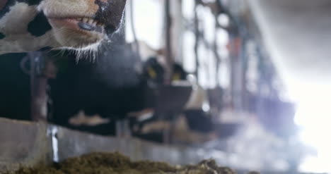 Kuh-Frisst-Heu-In-Bauernhof-Scheune-Landwirtschaft-Milchkühe-In-Landwirtschaftlichem-Bauernhof-Stall