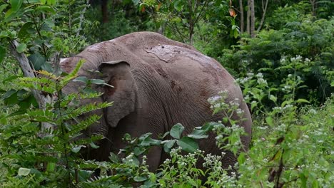 亞洲大象 (asian elephant) 是一個臨滅絕的物種,它們也生活在泰國