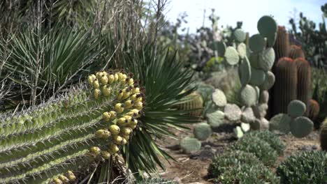 cacti field pan right succulents