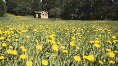 Motion timelapse of garden with yellow Tussilagos in front of cabin