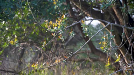 Bokeh-Von-Zweigen-Wilder-Pflanzen.-Natürliches-Hintergrundvideo