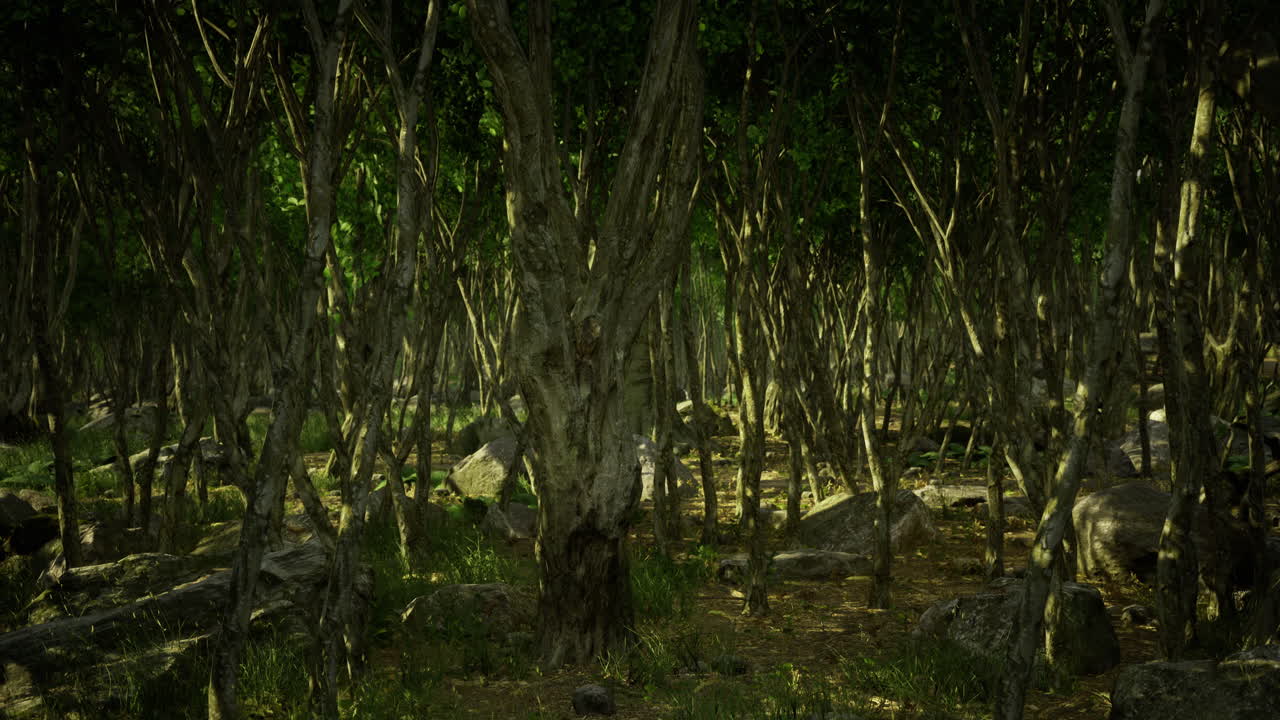 Lush green forest with dense vegetation and sunlight filtering through trees