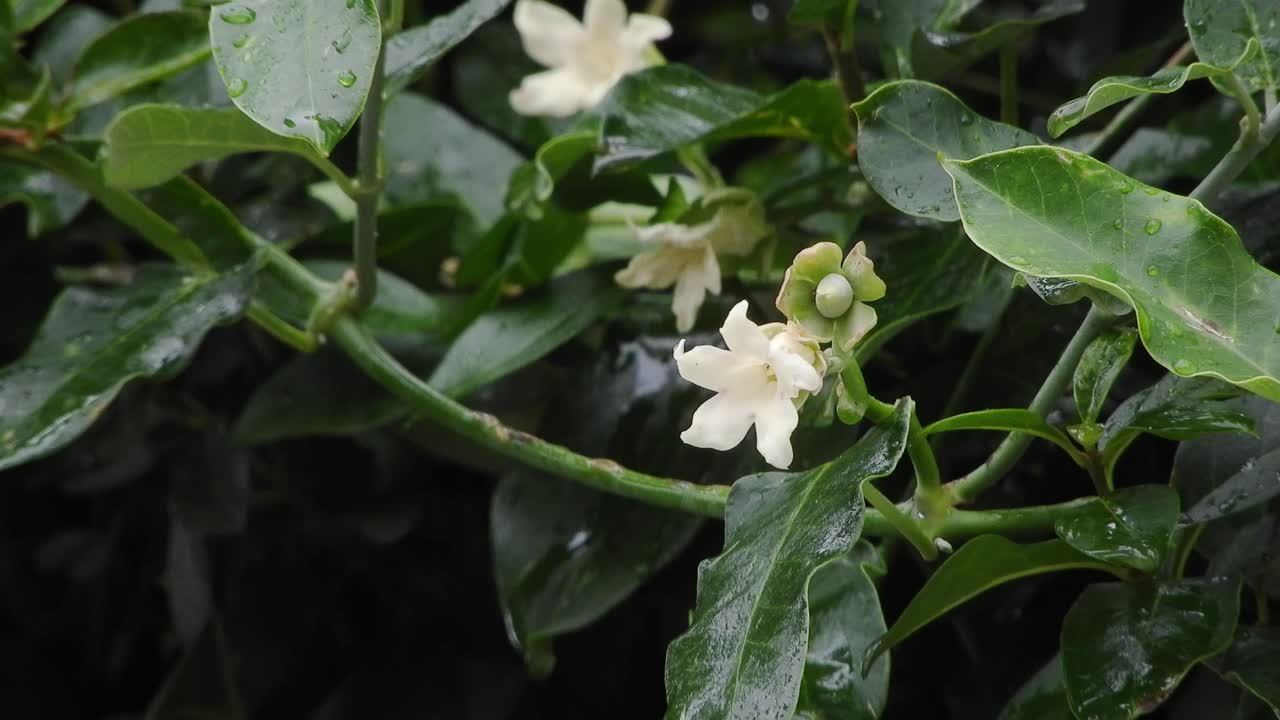 Jasmine vine with white flowers with emerald green leaves and raindrops during a rainy day