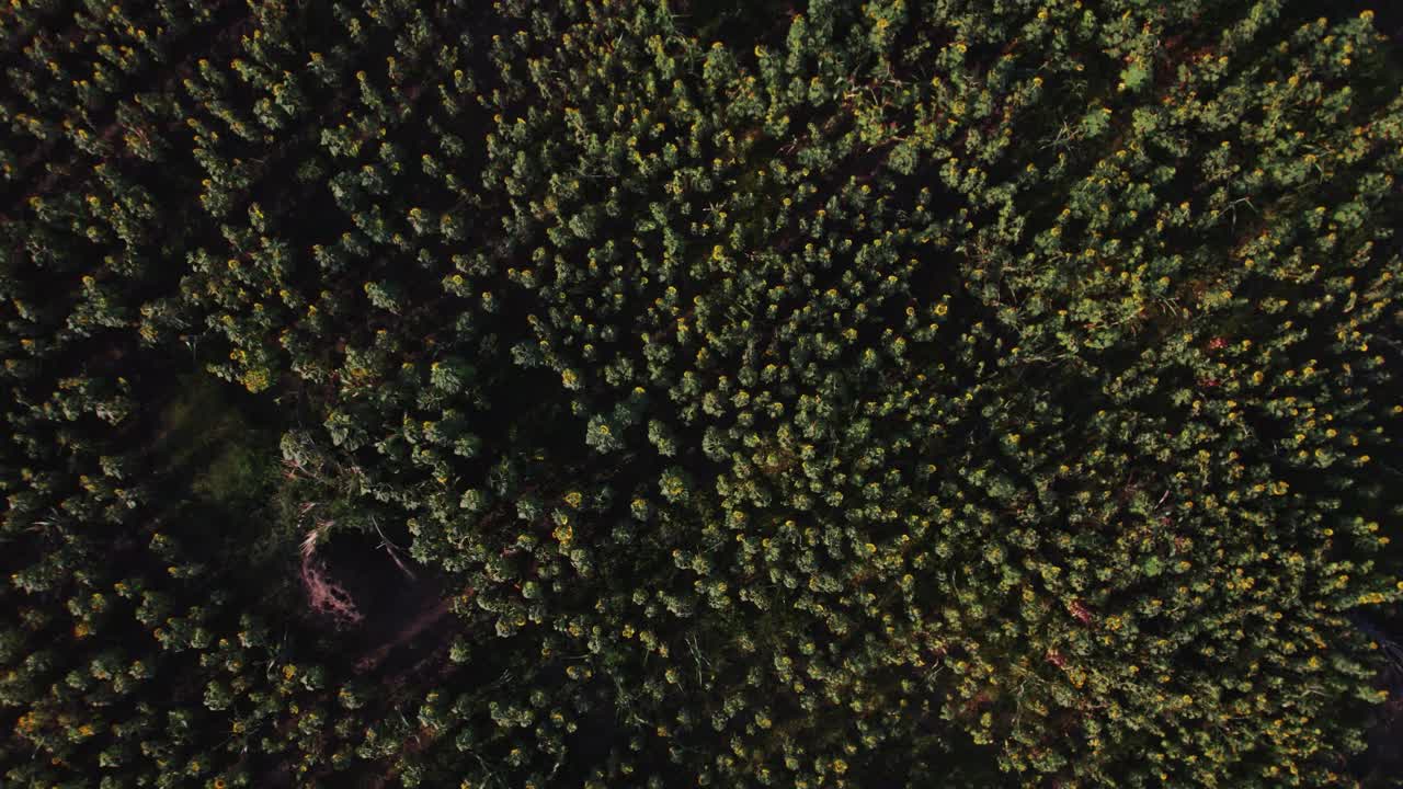 Campo di girasoli al tramonto con foglie verdi rigogliose in una fattoria in Africa