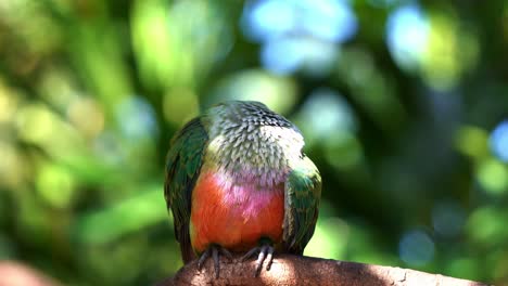 Close-up-shot-of-a-beautiful-rose-crowned-fruit-dove,-ptilinopus-regina-with-vibrant-colorful-plumages-perching-on-tree-branch,-preening-and-grooming-feathers-with-its-beak-under-bright-sunlight