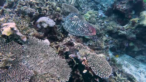 a large hawksbill sea turtle, critically endangered ocean species, underwater close up exploring and feeding on colourful coral reef in east timor